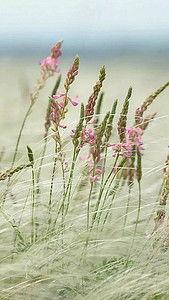 野草背景资料,自然与生命的诗意交响