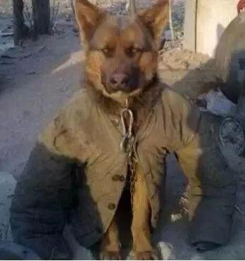 晒成狗的表情包,夏日炎炎，欢乐无限