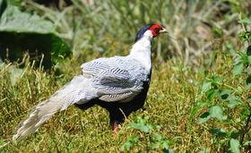 银鸡图片,探寻神秘银色鸟类的传奇故事